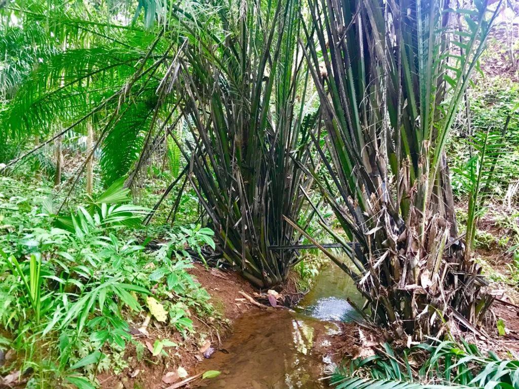 אוחוצ'אל El Pulpo Safari Lodge מראה חיצוני תמונה
